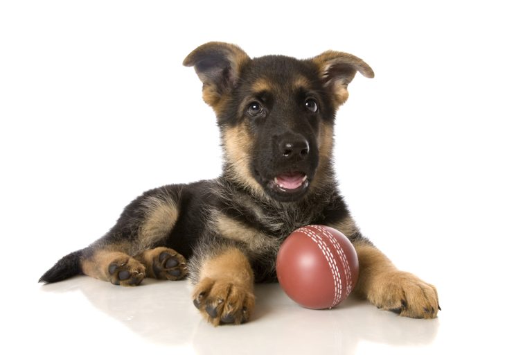 Ein spielender Welpe mit braun-schwarzem Fell liegt neben einem roten Ball. Ein spielender Welpe mit braun-schwarzem Fell liegt neben einem roten Ball.